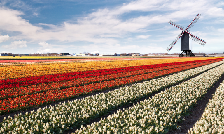 Tulip Fields to Visit in the Netherlands in spring
